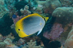 Butterflyfish - Tail-spot Butterflyfish - Chaetodon ocellicaudus