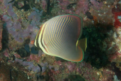 Butterflyfish - Eastern triangular butterflyfish - Chaetodon baronessa