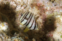 Butterflyfish - Eight-banded butterflyfish - Chaetodon octofasciatus