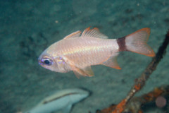 Cardinalfish - Ring-tailed Cardinalfish - Apogon aureus