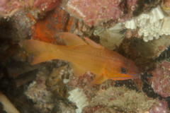 Cardinalfish - Goldbelly Cardinalfish - Ostorhinchus apogonidesis