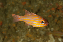 Cardinalfish - Orange-lined Cardinalfish - Apogon cyanosoma