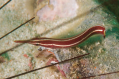 Gobies - Longsnout Clingfish - Diademichthys lineatus