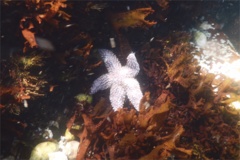 Starfish - Forbes Sea Star - Asterias forbesi