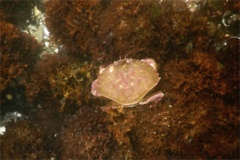 Crabs - Atlantic Rock Crab - Cancer irroratus