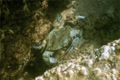 Crabs - Blue Crab - Callinectes sapidus