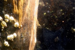 Shrimps - Sevinspine Bay Shrimp - Crangon septemspinosa