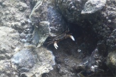 - Asian Shore Crab - Hemigrapsus sanguineus