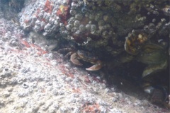  - Asian Shore Crab - Hemigrapsus sanguineus