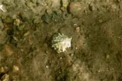 True Oysters - Atlantic Oyster - Crassostrea virginica