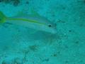 Goatfish - Yellow Goatfish - Mulloidichthys martinicus