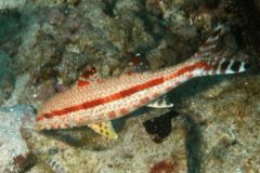 Goatfish - Freckled Goatfish - Upeneus tragula