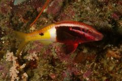 Goatfish - Bicolor Goatfish - Parupeneus barberinoides