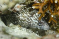 Moray - Peppered Moray Eel - Gymnothorax pictus