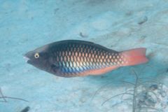 Parrotfish - Tricolour Parrotfish - Scarus tricolor