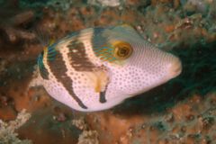 Pufferfish - Blacksaddled Toby - Canthigaster valentini