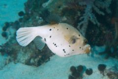 Pufferfish - Black-spotted Puffer - Arothron nigropunctatus