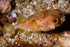 Porcupinefish - Orbicular Burrfish - Cyclichthys orbicularis