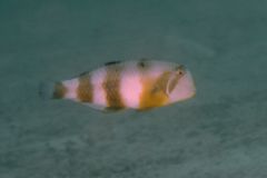 Razorfish - Yellowblotch Razorfish - Iniistius aneitensis
