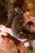 Seahorses - Common Seahorse - Hippocampus taeniopterus