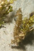 Seahorses - Thorny Seahorse - Hippocampus histrix