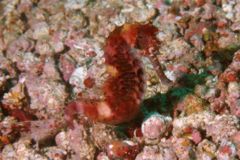 Seahorses - Moluccen Seahorse - Hippocampus moluccensis