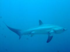 Thresher Sharks - Pelagic Thresher - Alopias pelagicus
