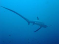 Thresher Sharks - Pelagic Thresher - Alopias pelagicus