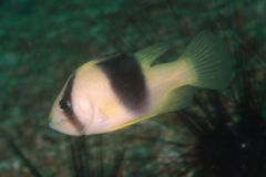 Soapfish - Barred Soapfish - Diploprion bifasciatum