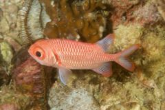 Soldierfish - Scarlet Soldierfish - Myripristis pralinia