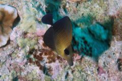 Surgeonfish - Pacific Sailfin Tang - Zebrasoma veliferum