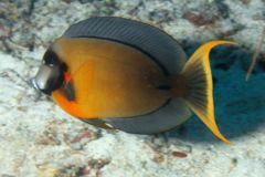Surgeonfish - Mimi Surgeonfish - Acanthurus pyroferus