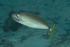 Surgeonfish - Slender Unicornfish - Naso minor