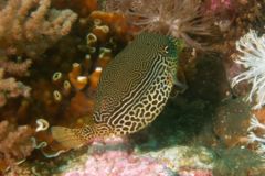 Trunkfish - Striped Boxfish - Ostracion solorensis