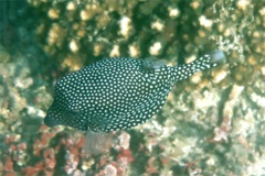 Trunkfish - Whitespotted Boxfish - Ostracion meleagris