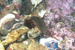 Pufferfish - Spotted Sharpnose Puffer - Canthigaster punctatissima