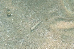  - Calico Lizardfish - Synodus lacertinus