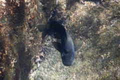 Damselfish - Bumphead Damselfish - Microspathodon bairdii