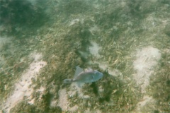 Triggerfish - Finescale Triggerfish - Balistes polylepsis