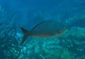 Seabasses - Creolefish - Paranthias furcifer