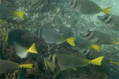 Surgeonfish - Razor Surgeonfish - Prionurus laticlavius