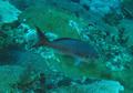 Seabasses - Creolefish - Paranthias furcifer