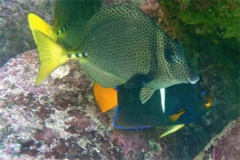 Surgeonfish - Yellowtail Surgeonfish - Prionurus punctatus
