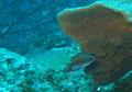 Damselfish - Sunshinefish - Chromis insolata