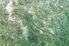 Snake Eels - Tiger Snake Eel - Myrichthys tigrinus