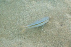 Goatfish - Mexican Goatfish - Mulloidichthys dentatus