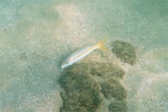 Goatfish - Mexican Goatfish - Mulloidichthys dentatus