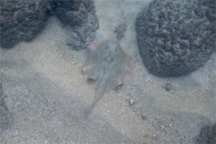 Stingrays - Reef Stingray - Urobatis concentricus
