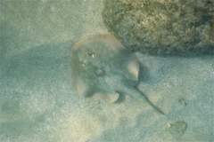 Stingrays - Reef Stingray - Urobatis concentricus