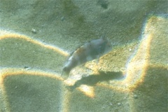 Wrasse - Peacock Razorfish - Iniistius pavo